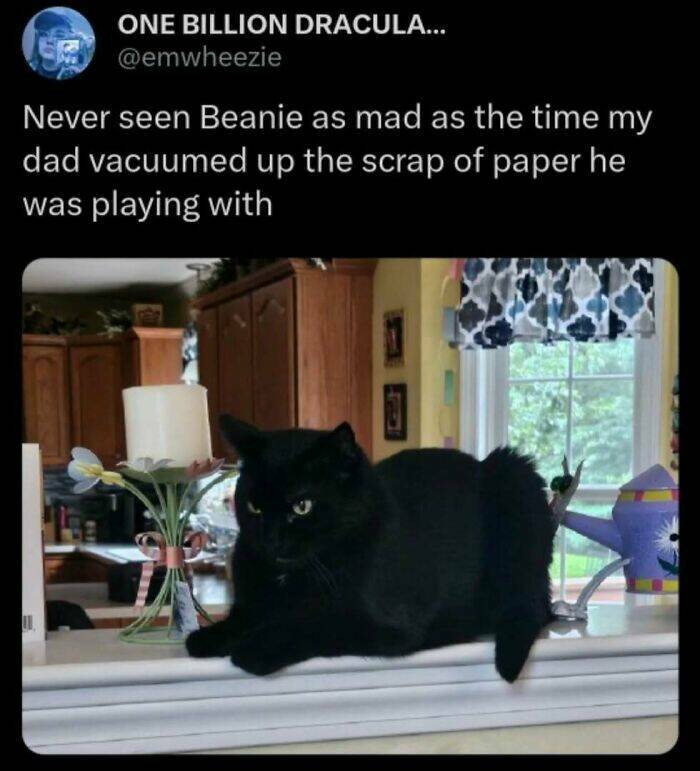 Chaotic Cat Memes That Will Have You Laughing Out Loud