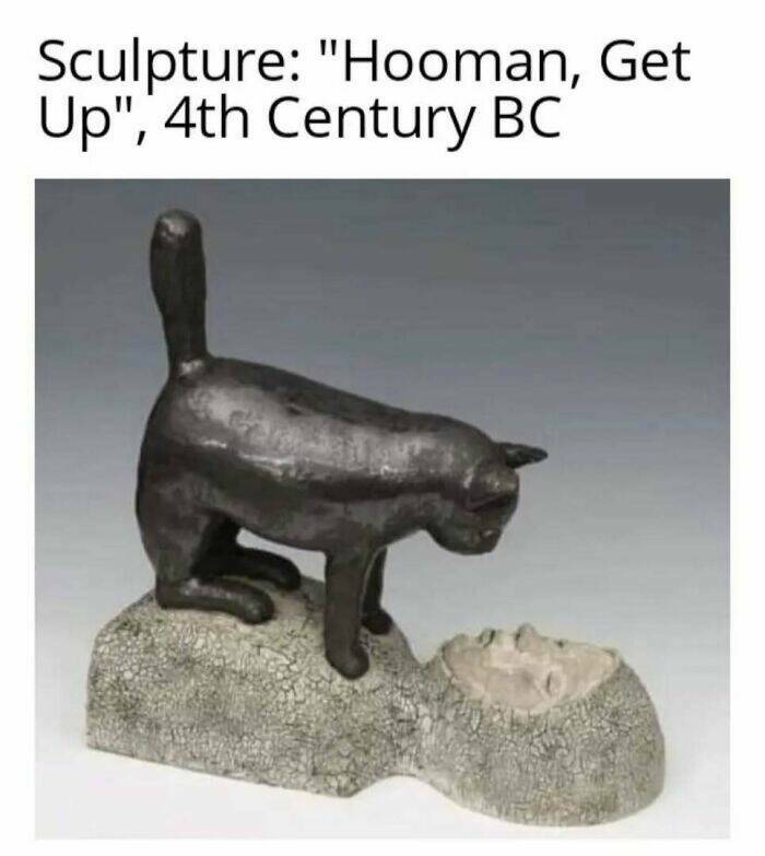 Chaotic Cat Memes That Will Have You Laughing Out Loud