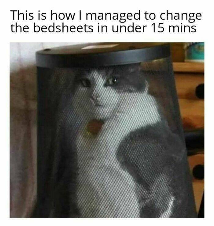 Chaotic Cat Memes That Will Have You Laughing Out Loud