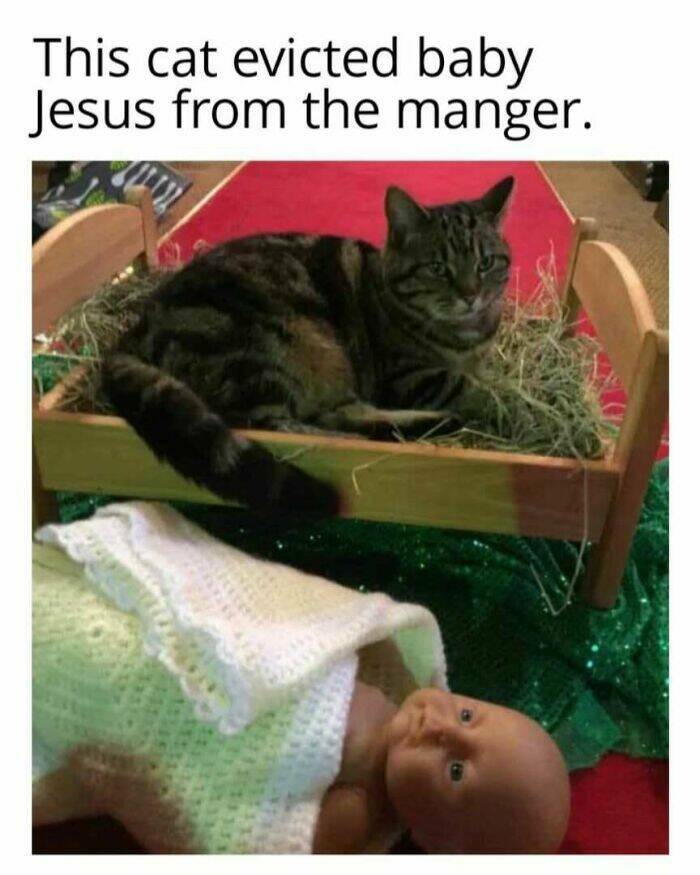 Chaotic Cat Memes That Will Have You Laughing Out Loud