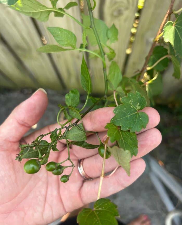 People Who Accidentally Snapped A Photo Of Pure Danger