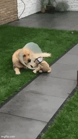 Daily Gifdump Daily Gifdump