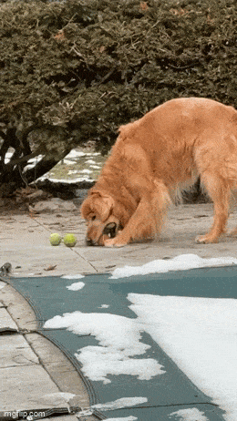 Daily Gifdump Daily Gifdump