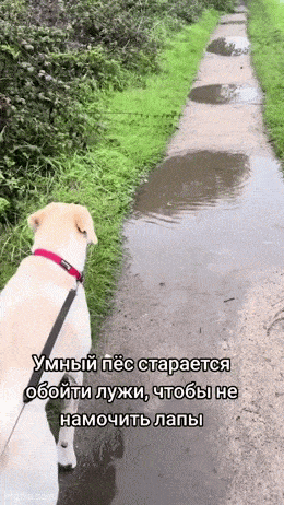 Daily Gifdump Daily Gifdump