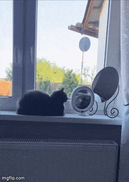 Daily Gifdump Daily Gifdump