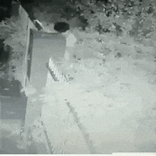 Daily Gifdump Daily Gifdump