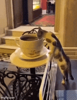 Daily Gifdump Daily Gifdump