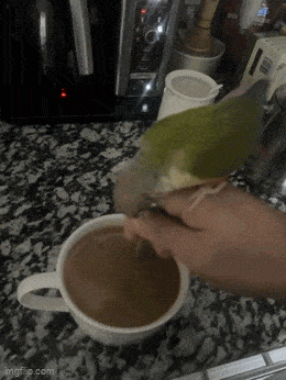 Daily Gifdump Daily Gifdump