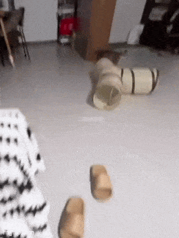 Daily Gifdump Daily Gifdump