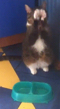 Daily Gifdump Daily Gifdump