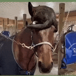 Daily Gifdump Daily Gifdump