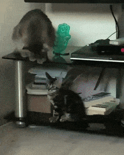 Daily Gifdump Daily Gifdump