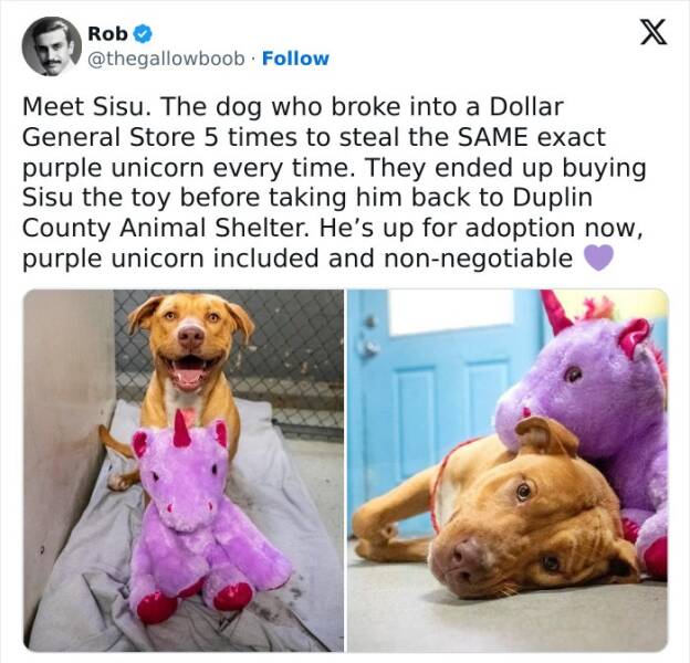 Hilarious Animal Photos Guaranteed To Make You Smile