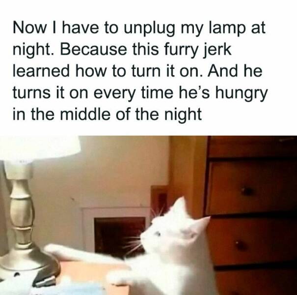 Hilarious Animal Photos Guaranteed To Make You Smile