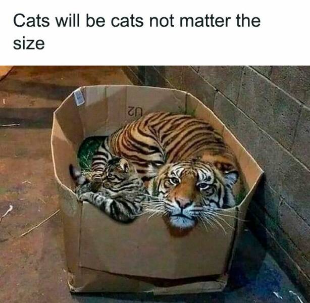 Hilarious Animal Photos Guaranteed To Make You Smile