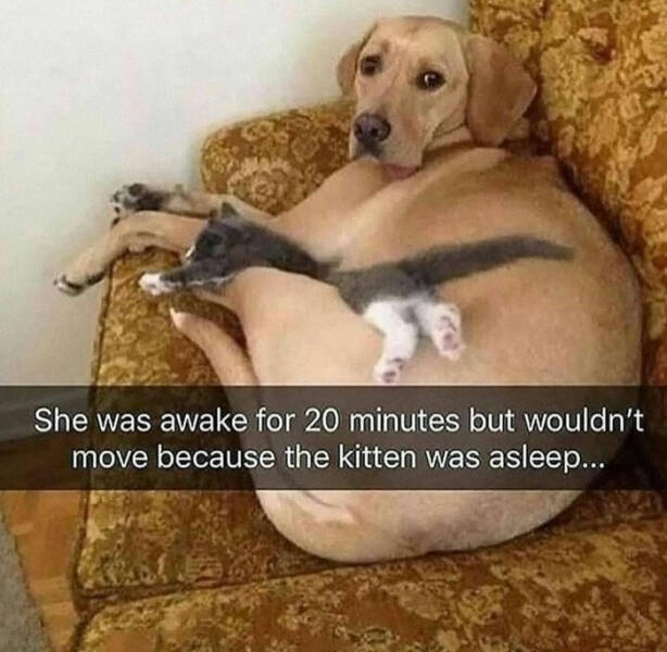 Hilarious Animal Photos Guaranteed To Make You Smile