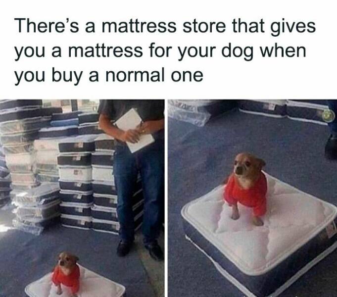 Hilarious Animal Photos Guaranteed To Make You Smile