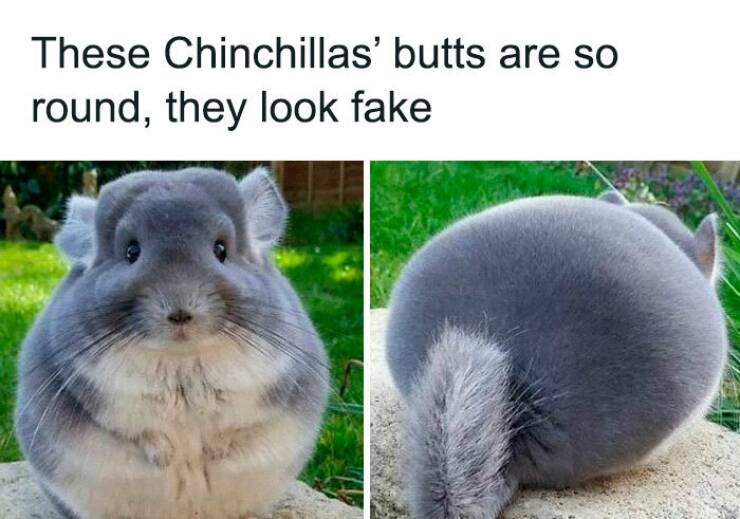 Hilarious Animal Photos Guaranteed To Make You Smile