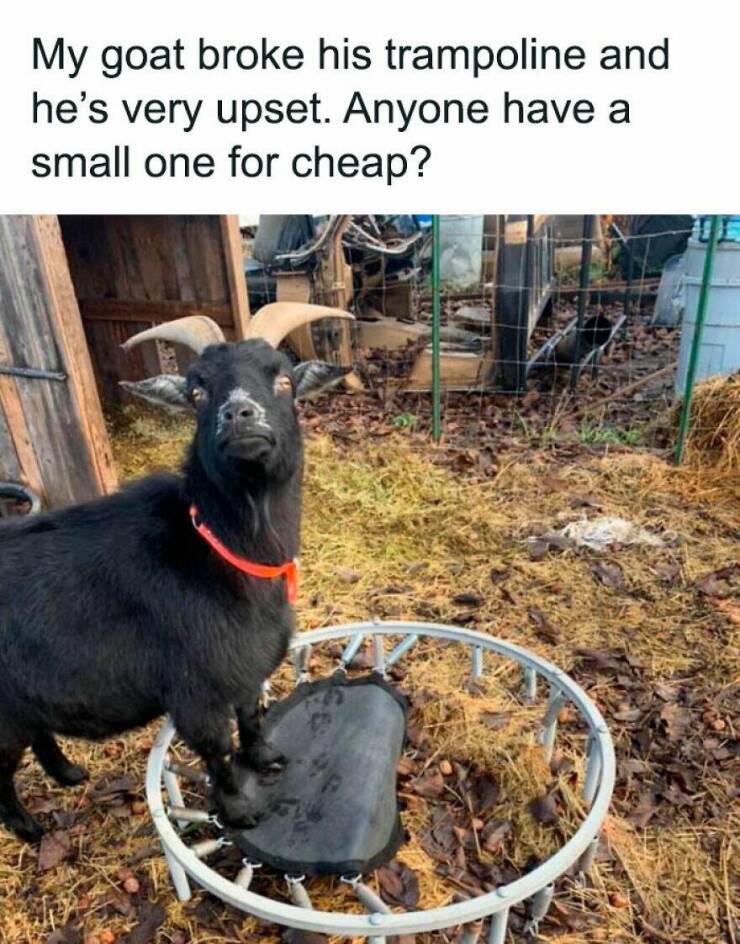 Totally Random, Absolutely Hilarious Memes