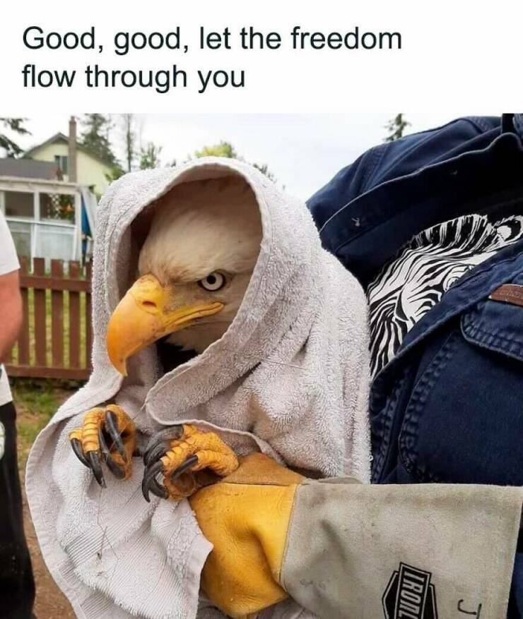 Totally Random, Absolutely Hilarious Memes