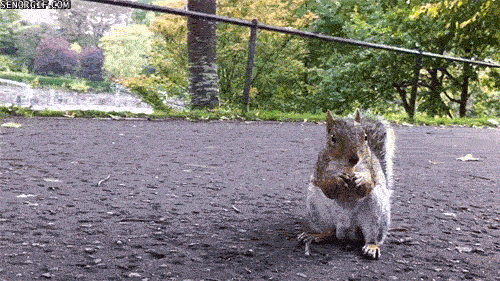 Daily Gifdump Daily Gifdump