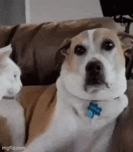 Daily Gifdump Daily Gifdump