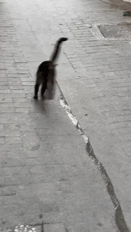 Daily Gifdump Daily Gifdump