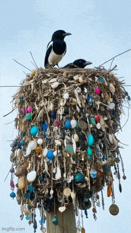 Daily Gifdump Daily Gifdump