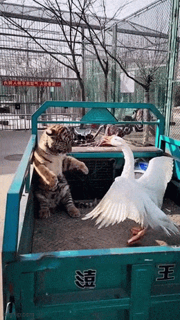 Daily Gifdump Daily Gifdump