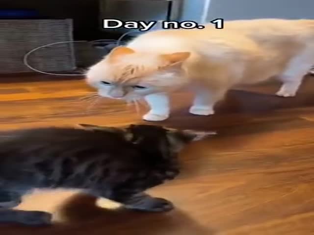 Stages Of Acceptance