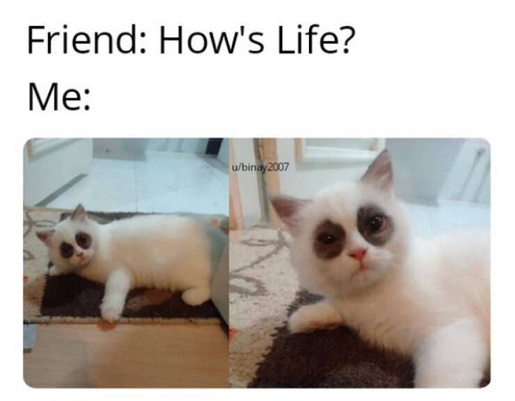 Don’t Laugh If You Don’t Wanna Lose!