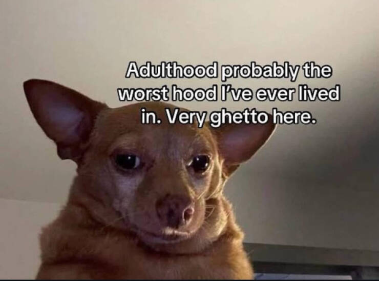 Don’t Laugh If You Don’t Wanna Lose!