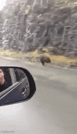 Daily Gifdump Daily Gifdump