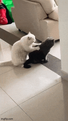 Daily Gifdump Daily Gifdump