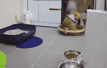 Daily Gifdump Daily Gifdump