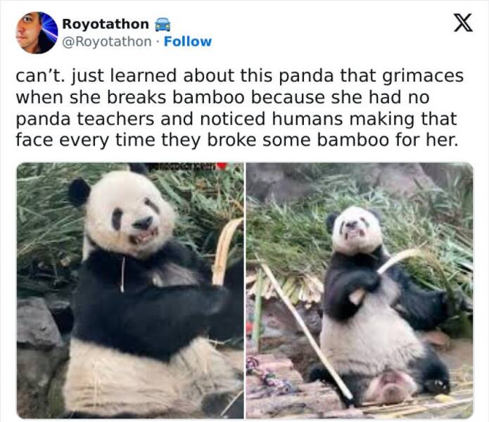 Funny Animal Pics That Are Guaranteed To Brighten Your Day