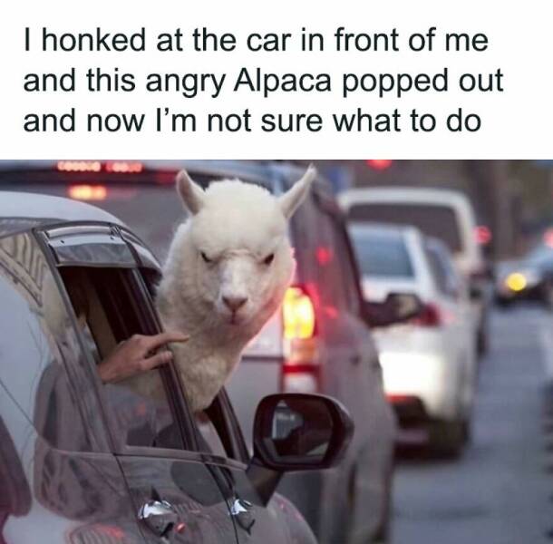 Funny Animal Pics That Are Guaranteed To Brighten Your Day