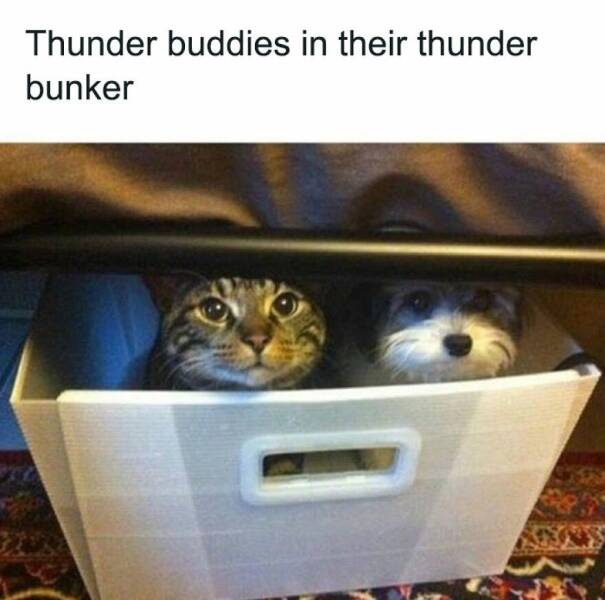 Funny Animal Pics That Are Guaranteed To Brighten Your Day