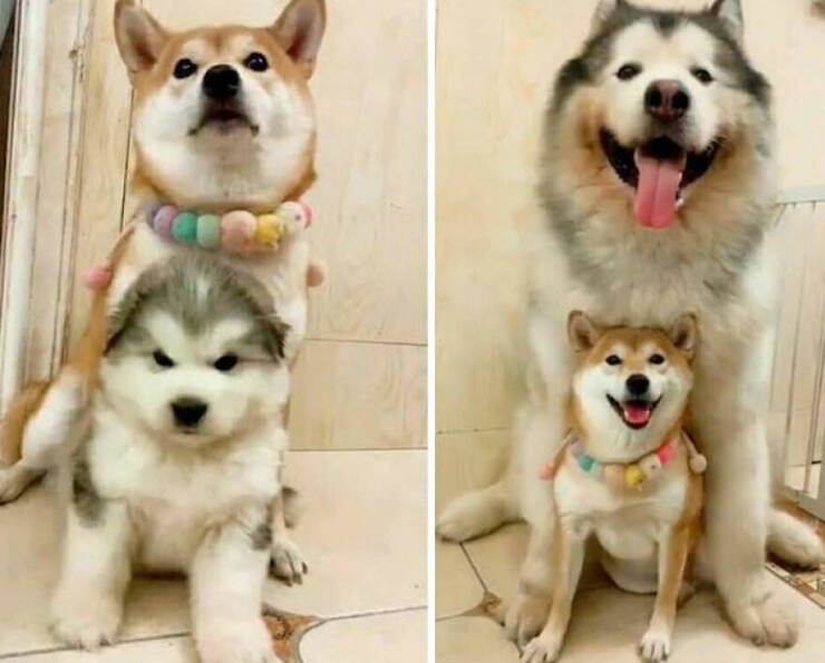 Funny Animal Pics That Are Guaranteed To Brighten Your Day