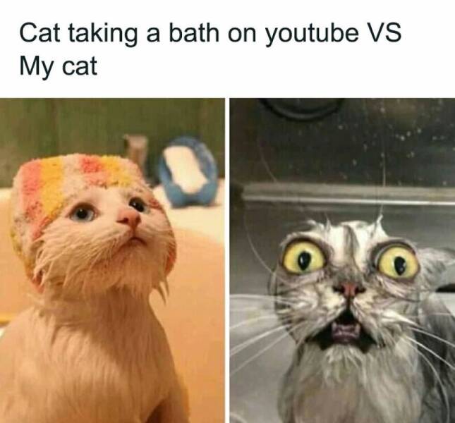 Funny Animal Pics That Are Guaranteed To Brighten Your Day