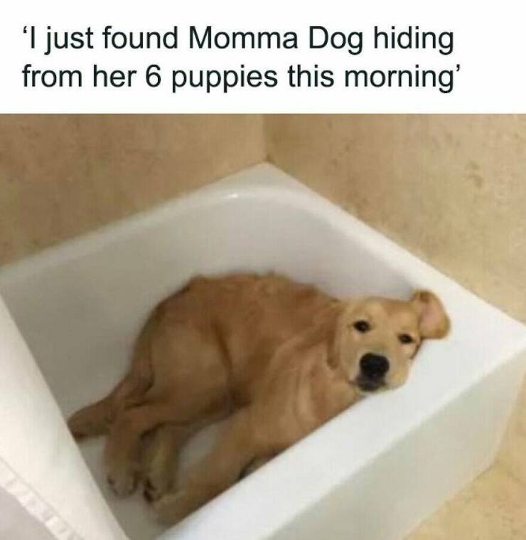 Funny Animal Pics That Are Guaranteed To Brighten Your Day