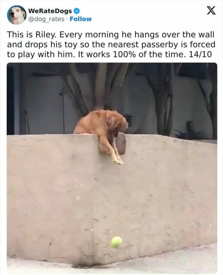 Funny Animal Pics That Are Guaranteed To Brighten Your Day