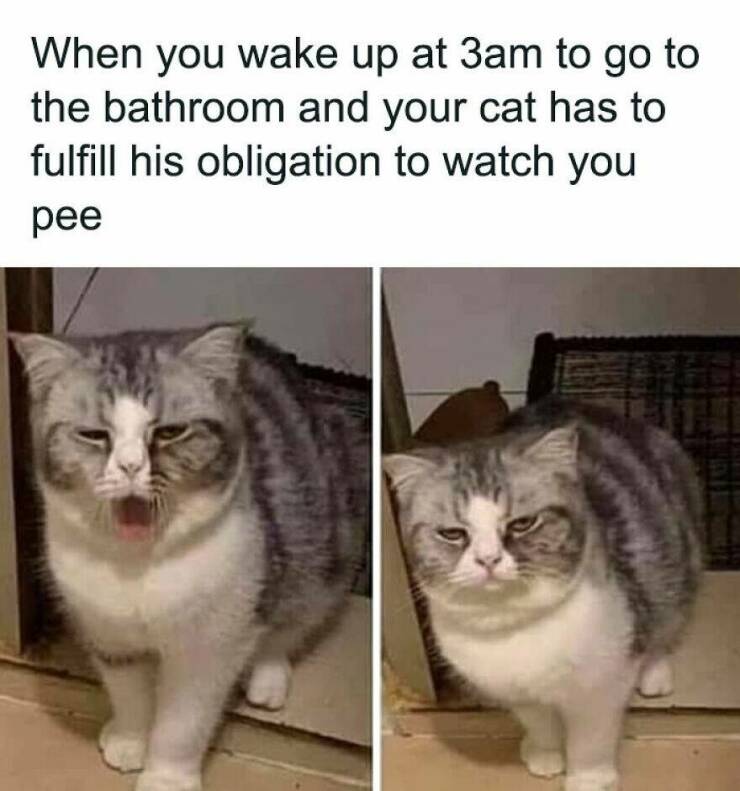 Funny Animal Pics That Are Guaranteed To Brighten Your Day