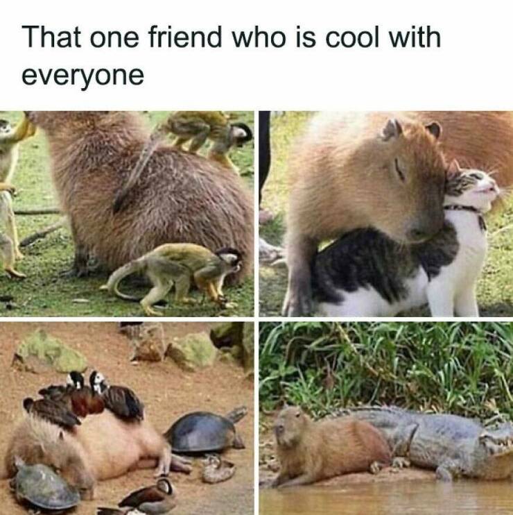 Funny Animal Pics That Are Guaranteed To Brighten Your Day