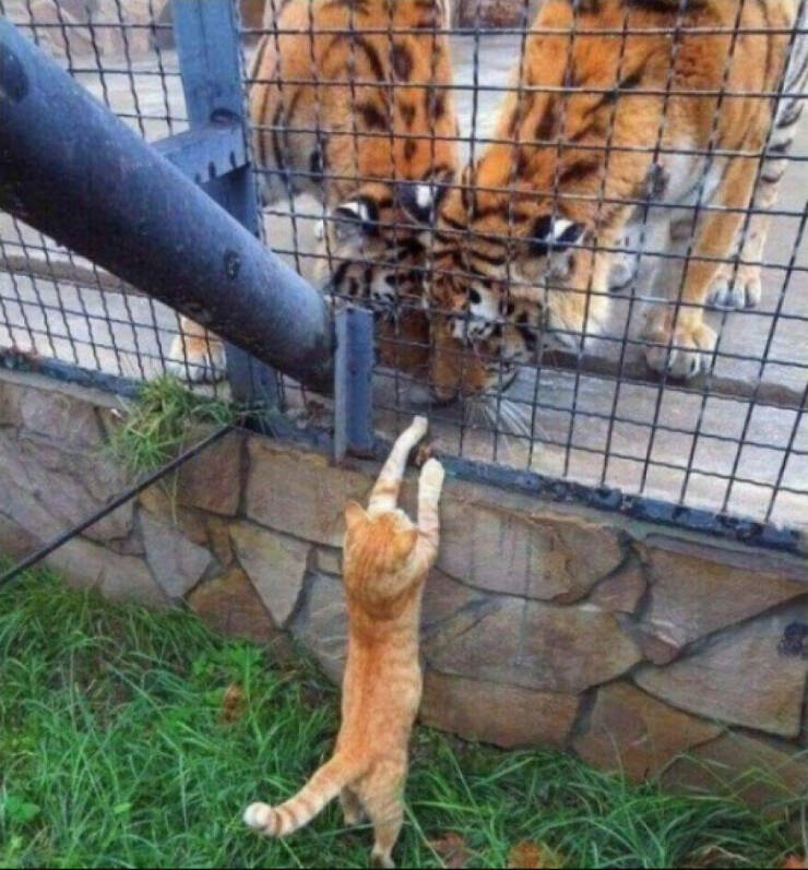 Funny Animal Pics That Are Guaranteed To Brighten Your Day