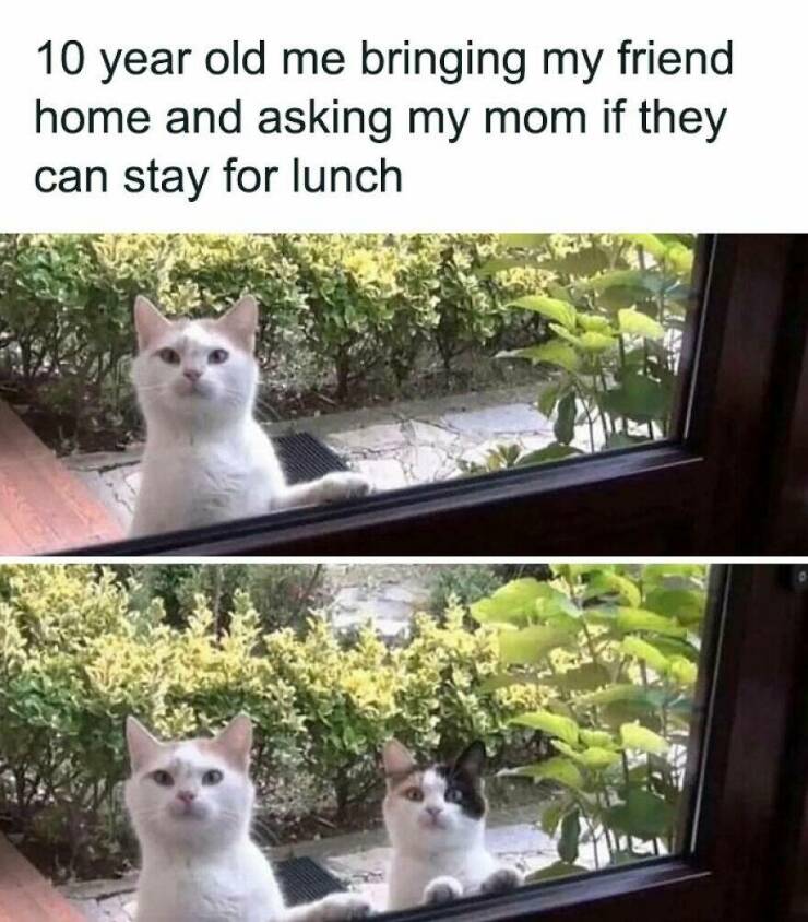 Funny Animal Pics That Are Guaranteed To Brighten Your Day