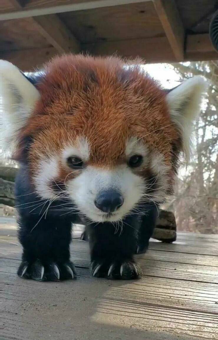 Funny Animal Pics That Are Guaranteed To Brighten Your Day