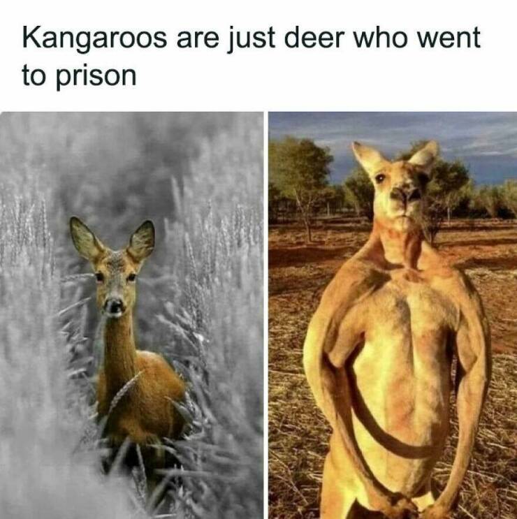 Funny Animal Pics That Are Guaranteed To Brighten Your Day