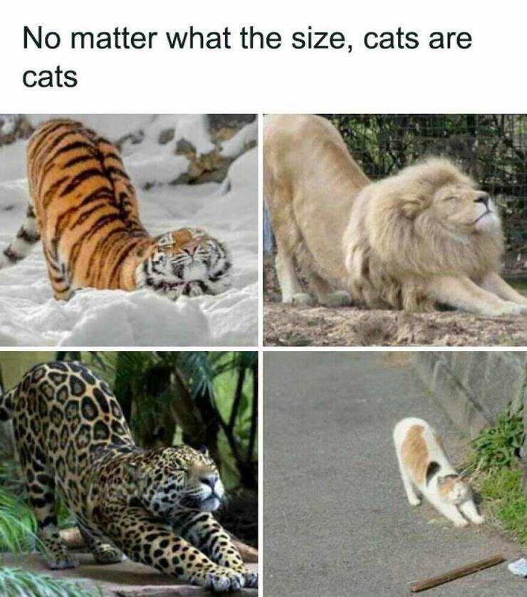 Funny Animal Pics That Are Guaranteed To Brighten Your Day