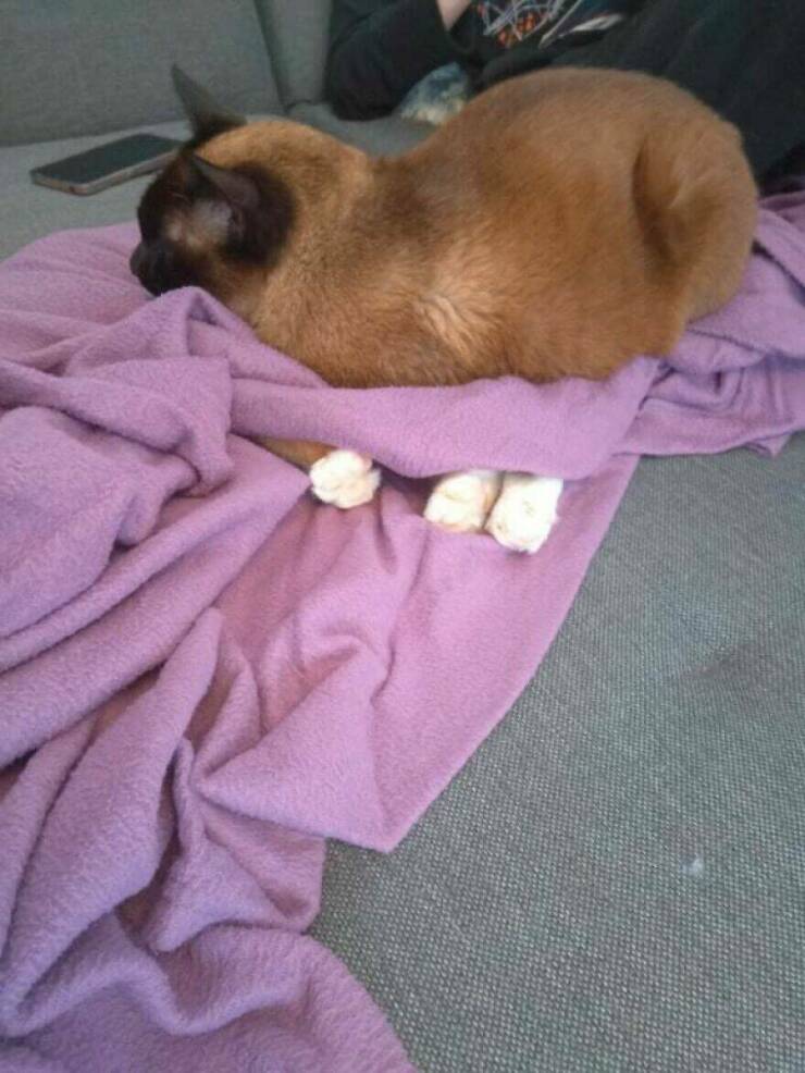 Funny Animal Pics That Are Guaranteed To Brighten Your Day